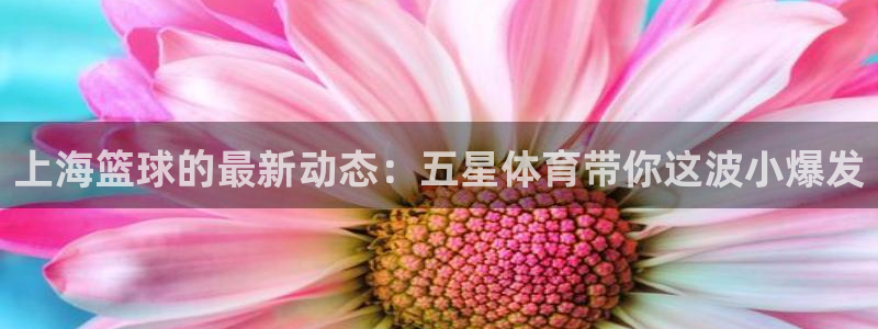 24直播网收费吗：上海篮球的最新动态：五星体育带你这波小爆发
